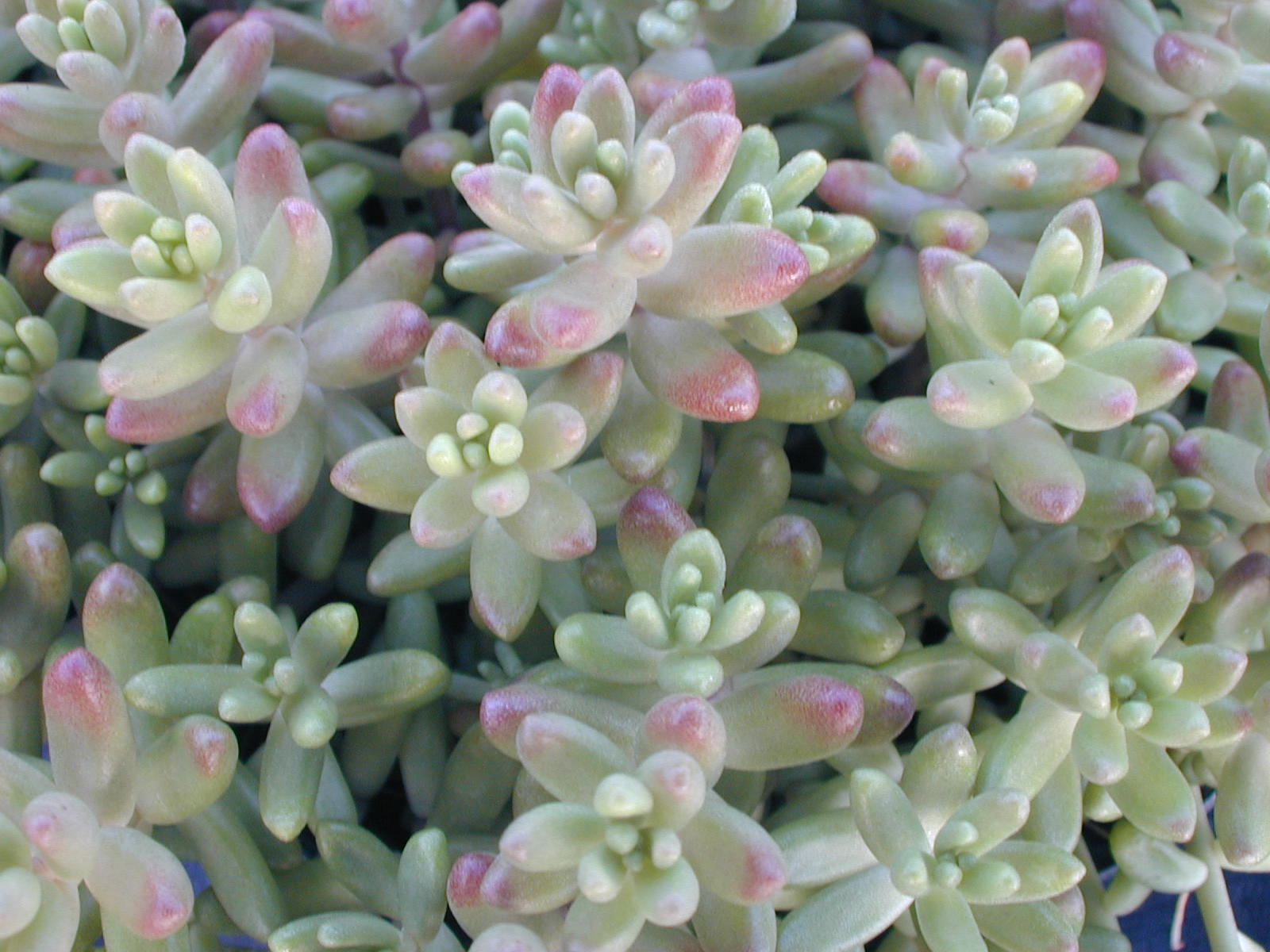 Очиток Вайнберга (Sedum weinbergii